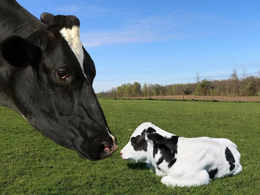 Scour in Newborn Calves